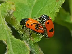 Mating pair