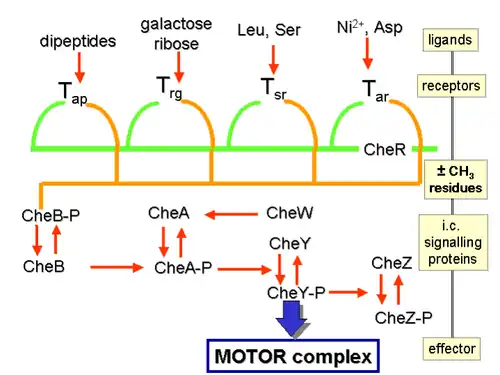 Signalling pathways of E.coli