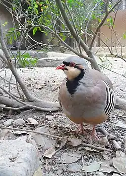 Chukar Partridge