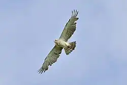 Swallowing prey while flying