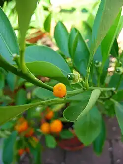 Closeup of a tiny mandarin fruit and adjacent green developing fruit; thin skin outlines bulging segments