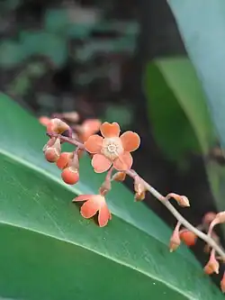 An image of the flower