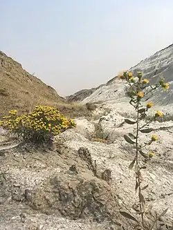 Massold Clay Canyons