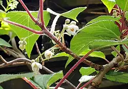 Photo of Clematoclethra scandens subsp. hemsleyi leaves, flowers and branches