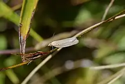 A small moth on a branch
