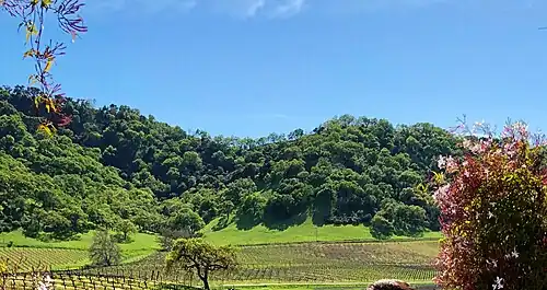 Santa Clara Valley AVA winery in Morgan Hill