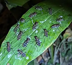 Typical positioning of individuals on a single leaf