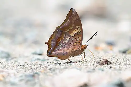 Ventral view