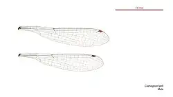 Male wings