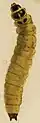 Larva.