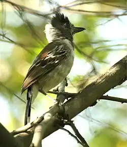 Collared antshrike