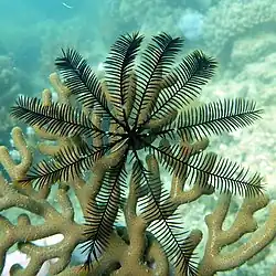 Colobometra perspinosa