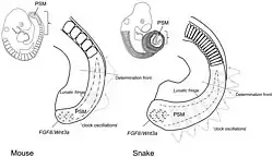 Image 11Diagram illustrating differential somite size due to difference in somitogenesis clock oscillation (from Snake)