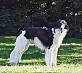 A black Silken with piebald markings