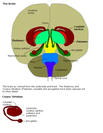Caption within image reads: The brain as viewed from the underside and front. The thalamus and Corpus Striatum (Putamen, caudate and amygdala) have been splayed out to show detail.