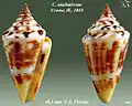 Conus anabathrum Crosse, H., 1865