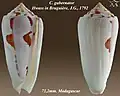 Conus gubernator Hwass in Bruguière, J.G., 1792