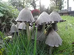 A group of young common ink cap mushrooms