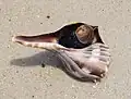 Live lightning whelk in North Carolina