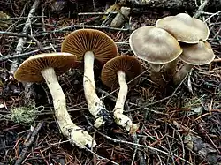 Brown mushrooms on the forest floor