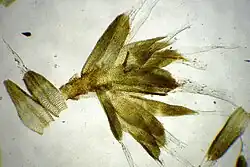 Various small leaves and a stem under a microscope