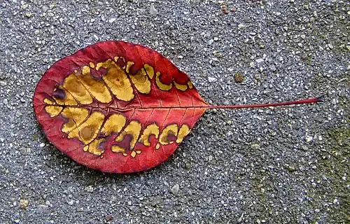 Autumn leaf