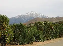 Orange trees at the intersection of Crafton and Citrus Avenues. San Gorgonio Mountain in the distance