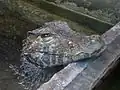 Crocodile