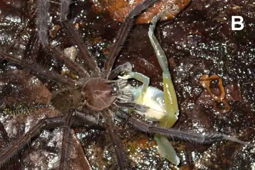 Spider Ctenus sp. eating Cochranella mache.[1]