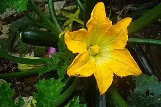 Female flower of zucchini