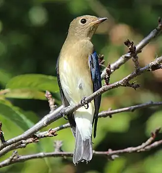Immature male, note the blue wings