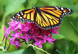 A monarch butterfly in the Butterfly House