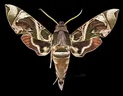 Daphnis hypothous hypothous ♂