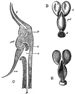 Illustration: (C) cross section of the column and (D-E) pollinia