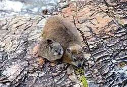 Dassie with young in Hermanus, South Africa