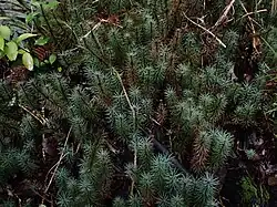 Some tall stems of the moss in the page, centred, around 50 of them, seen from above, dark green