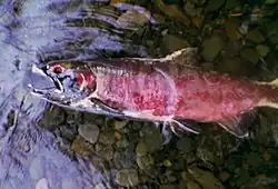 Dead salmon after spawning