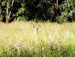 A buck in the middle of a prairie.