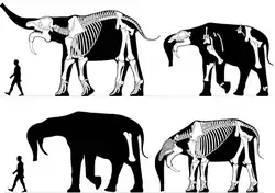 Skeletons of Deinotherium (Deinotheriidae)