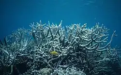 Corals in the lagoon at Dravuni Island