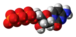 Space-filling model of the deoxycytidine triphosphate molecule as an anion (4- charge)
