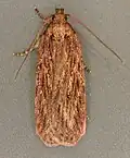 Imago
