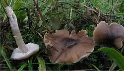 Three mushrooms on the ground, one has been picked and is lying with thestem pointing upwards; the caps are dark brown and the gills and stems, are a dirty whitish color.