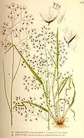 Illustration of Deschampsia flexuosa (including D. caespitosa)