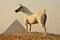 Gray Arabian mare in Egypt