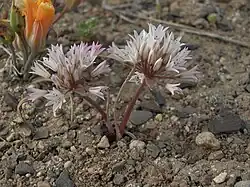 "Allium atrorubens" found in the White Mountains near Esmeralda, Nevada