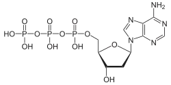 Skeletal formula of deoxyadenosine triphosphate