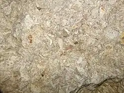 Detail of Cement City Limestone, Kansas City Group