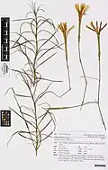 Dianthus basuticus herbarium specimen