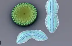 Diatom